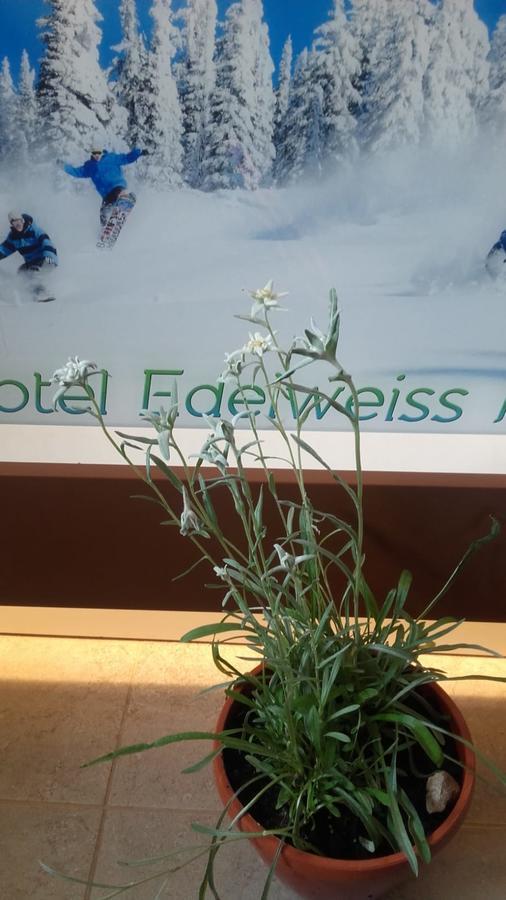 Vila Edelweiss Predeal Exterior foto